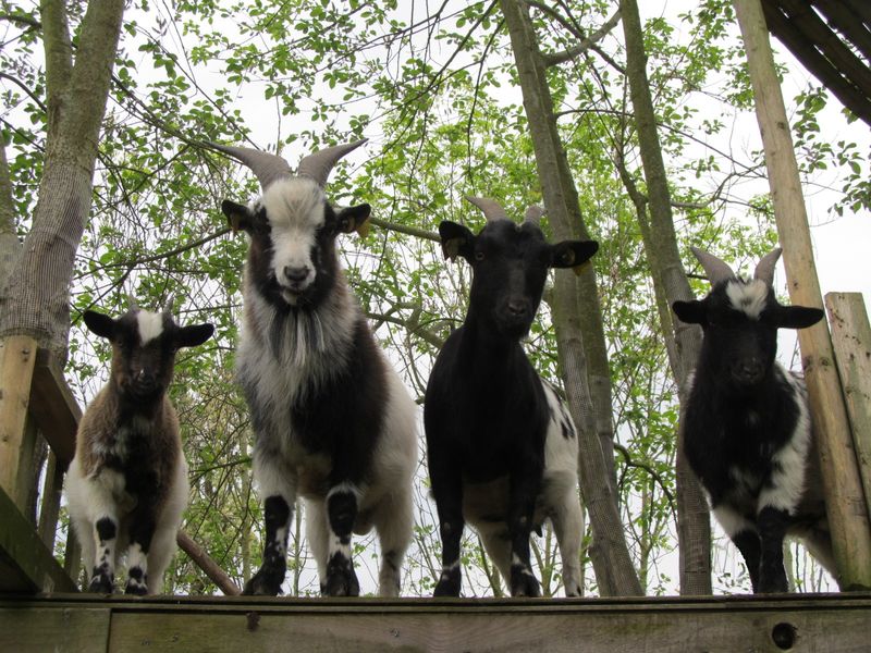 © Famille Vienne Gite-l-Arche-Fleuri-Berjou