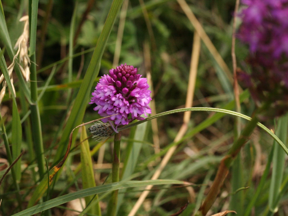 Le Grand Mont de Sigy-en-Bray - photo 4