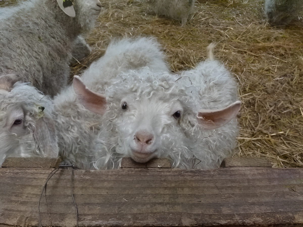 GrangeAuMohair