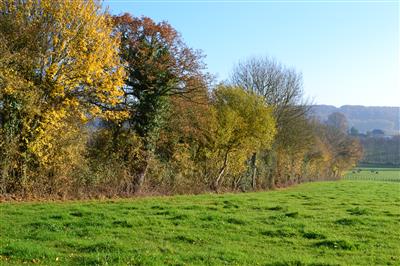 A la découverte de la haie bocagère Le 28 sept 2024