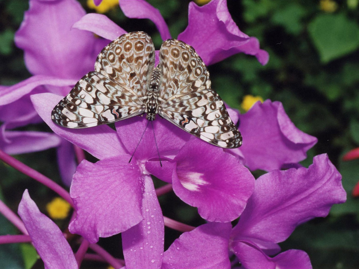 Hamadryas-sur-orchidées---c