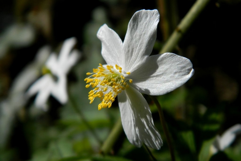Herbier-9 PNRNM Herbier-9