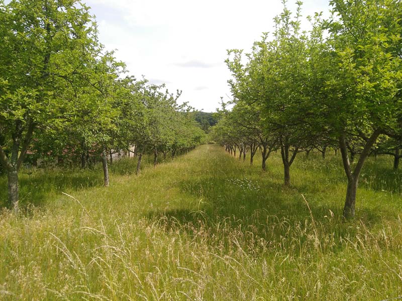 ©Matthieu Lacour-Veyranne Matthieu Lacour-Veyranne - Éperrais