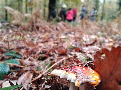 (c) OT Domfront IMG_20201028_153940