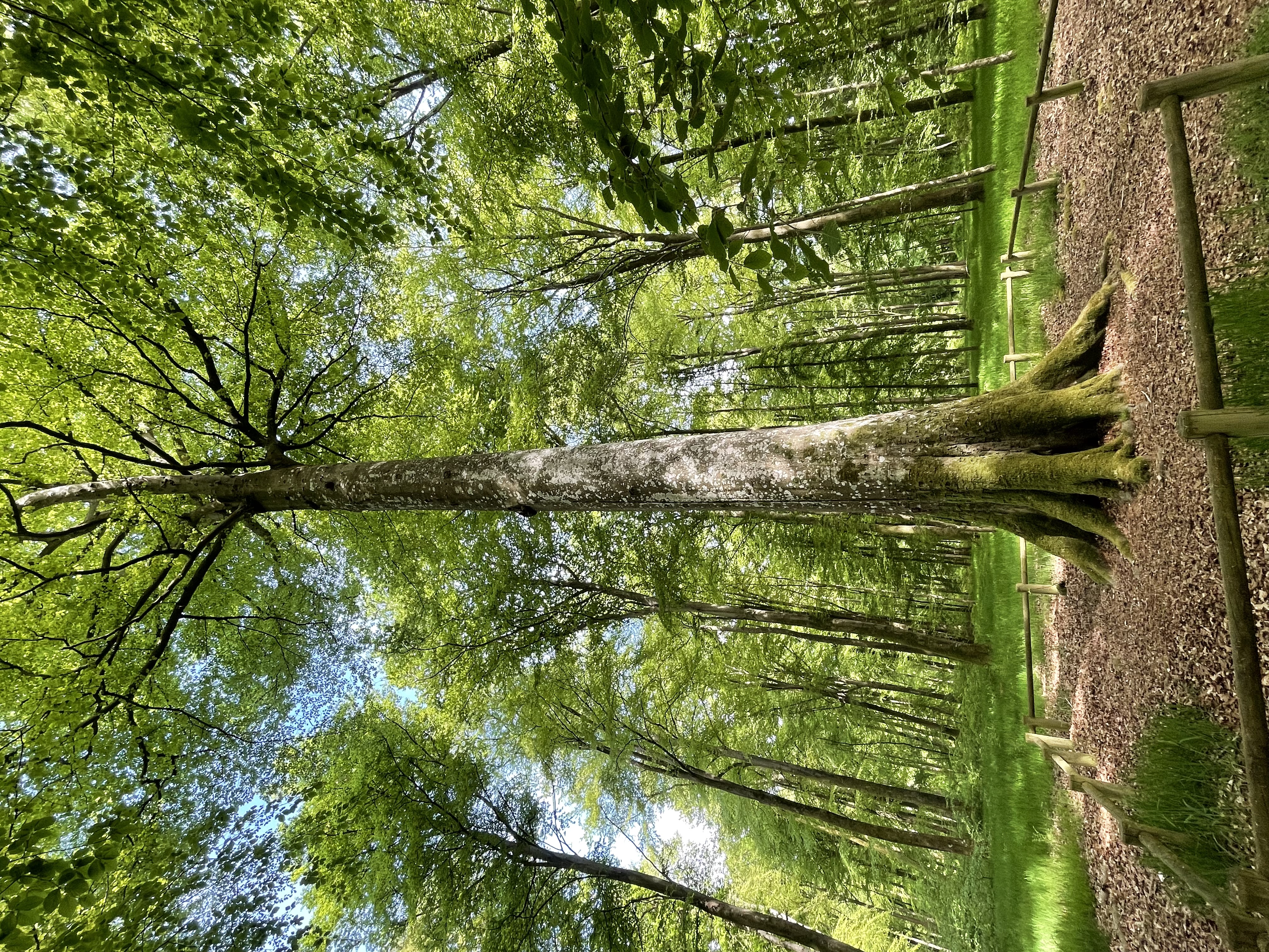 Naturopathie