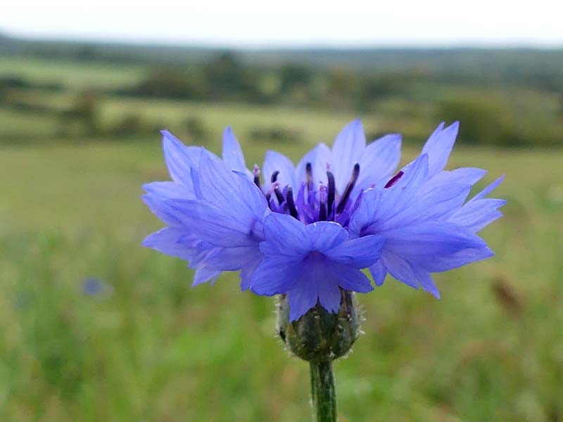 © Anne Cussinet Jardins de la Licorne - Rémalard