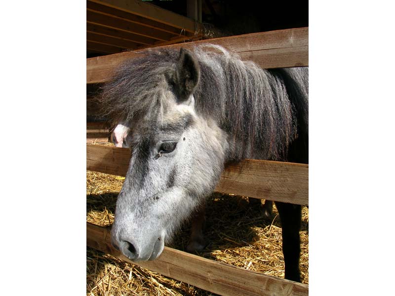 © Haras des Mairins Berdris Haras des Mairins Berdris - La Chapelle Montligeon