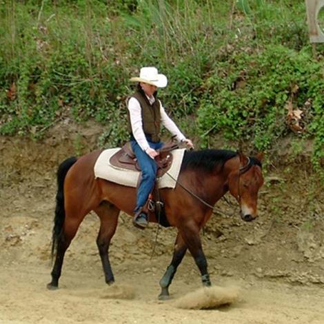 American Horse Riding Academy
