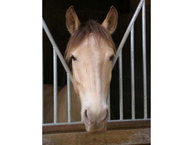 © CE Perche Réno Centre Equestre Perche Réno