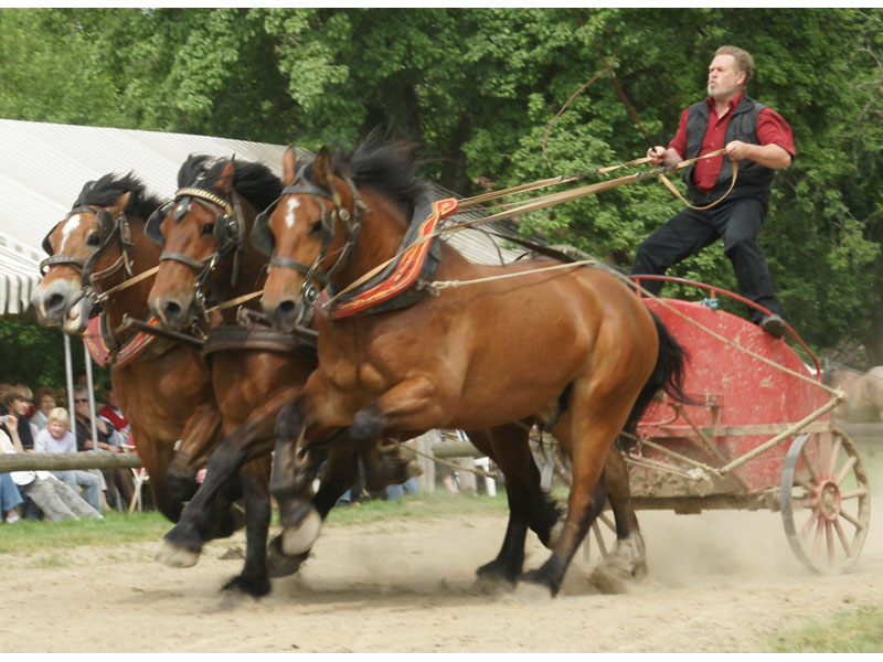 La Michaudière Ferme Du Cheval De Trait Juvigny Val D