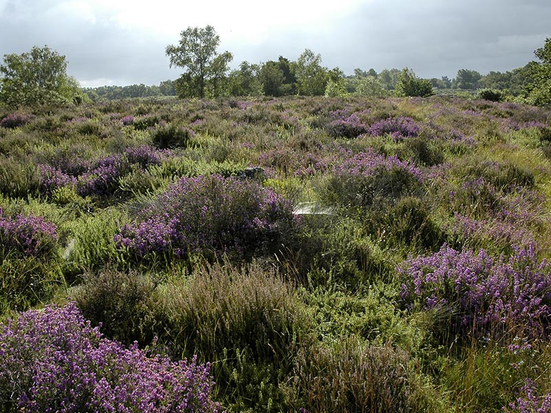 © D Commenchal Le Vaudobin et les Gorges du Meillon