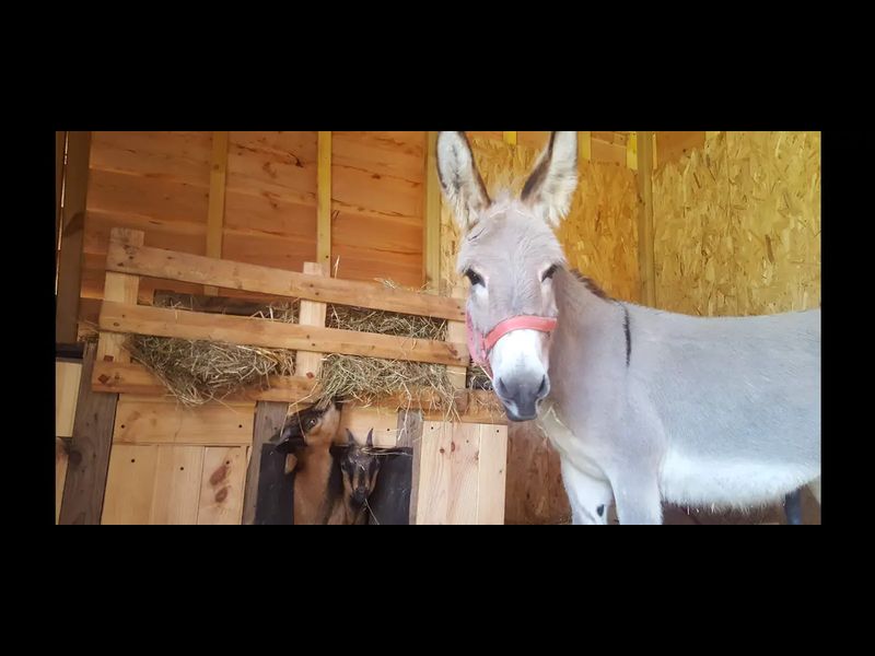 © MME FONDREVERT Les-Marais-Bretoncelles