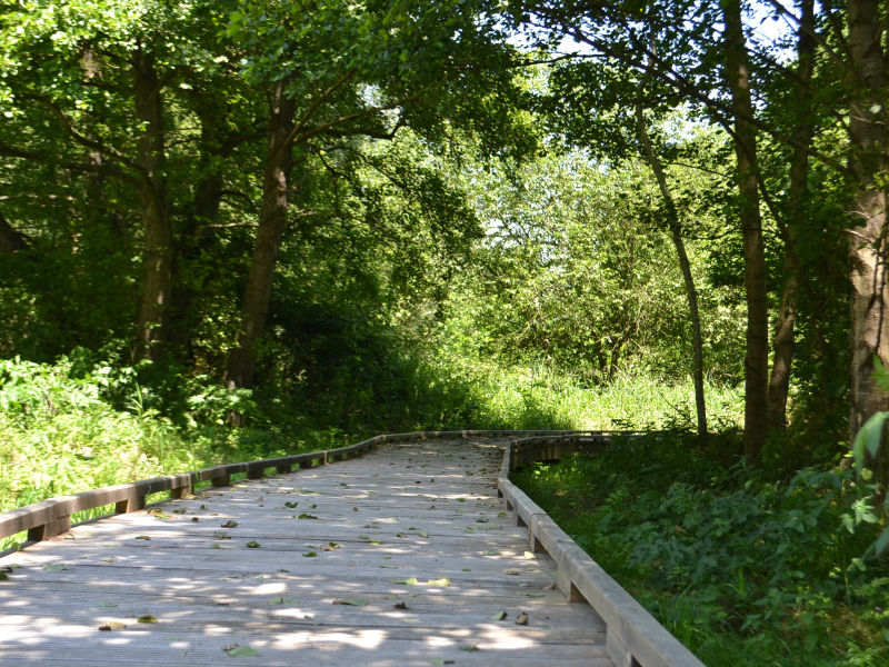 Le Marais des Communaux - photo 8