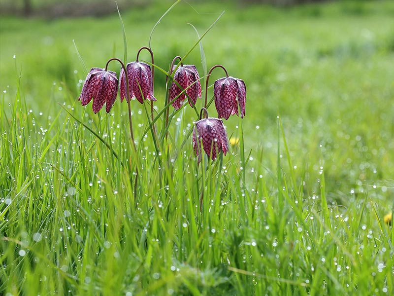 © C Aubert Les Méandres de l'Orne
