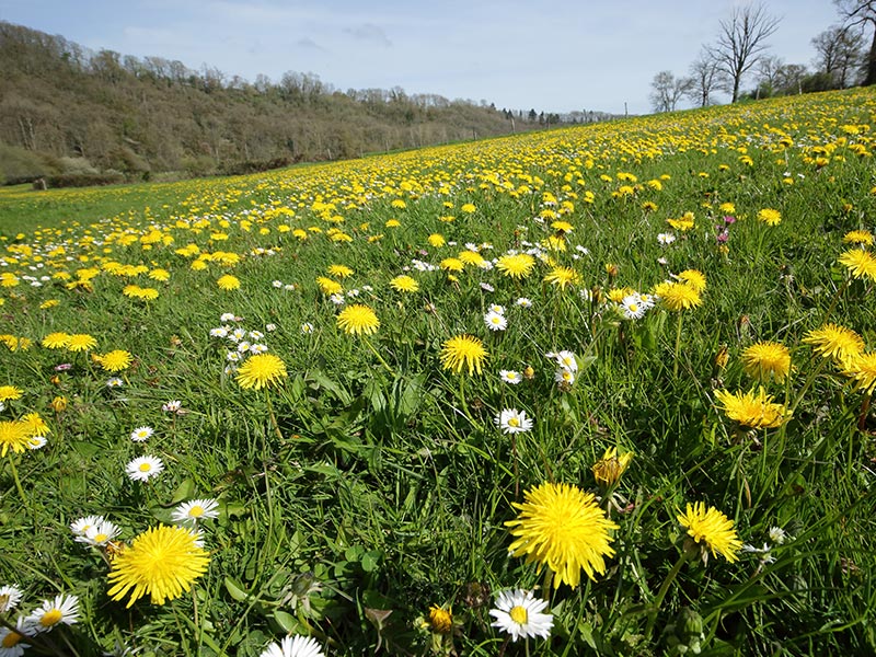 © C Aubert Les Méandres de l'Orne