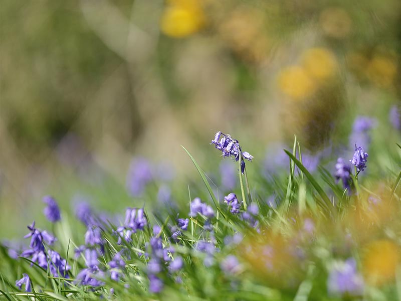 © C Aubert Les Méandres de l'Orne