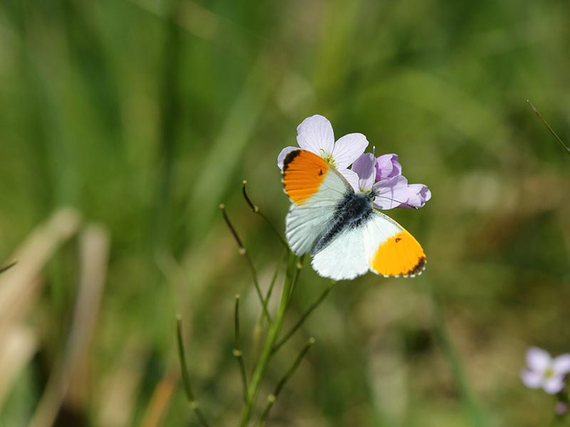 © C Aubert Les Méandres de l'Orne