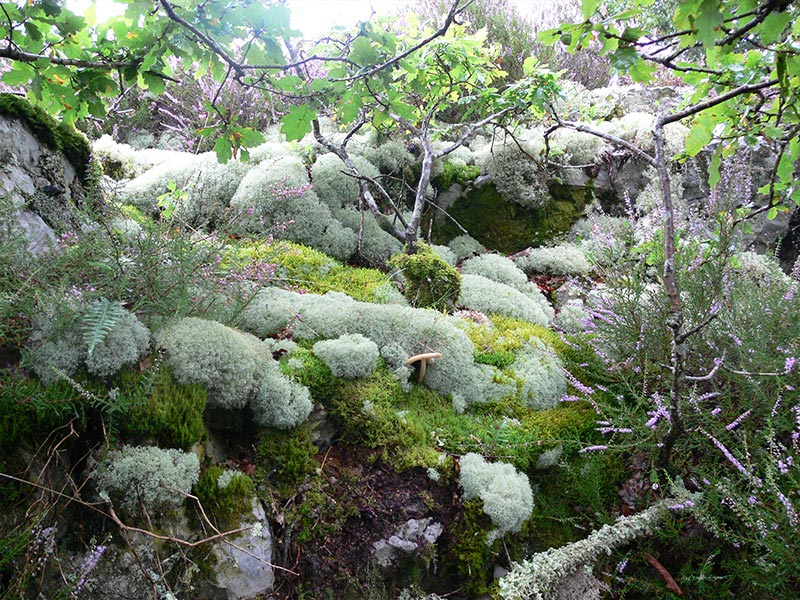 Le Camp de Bierre © CD 61 Le Camp de Bierre