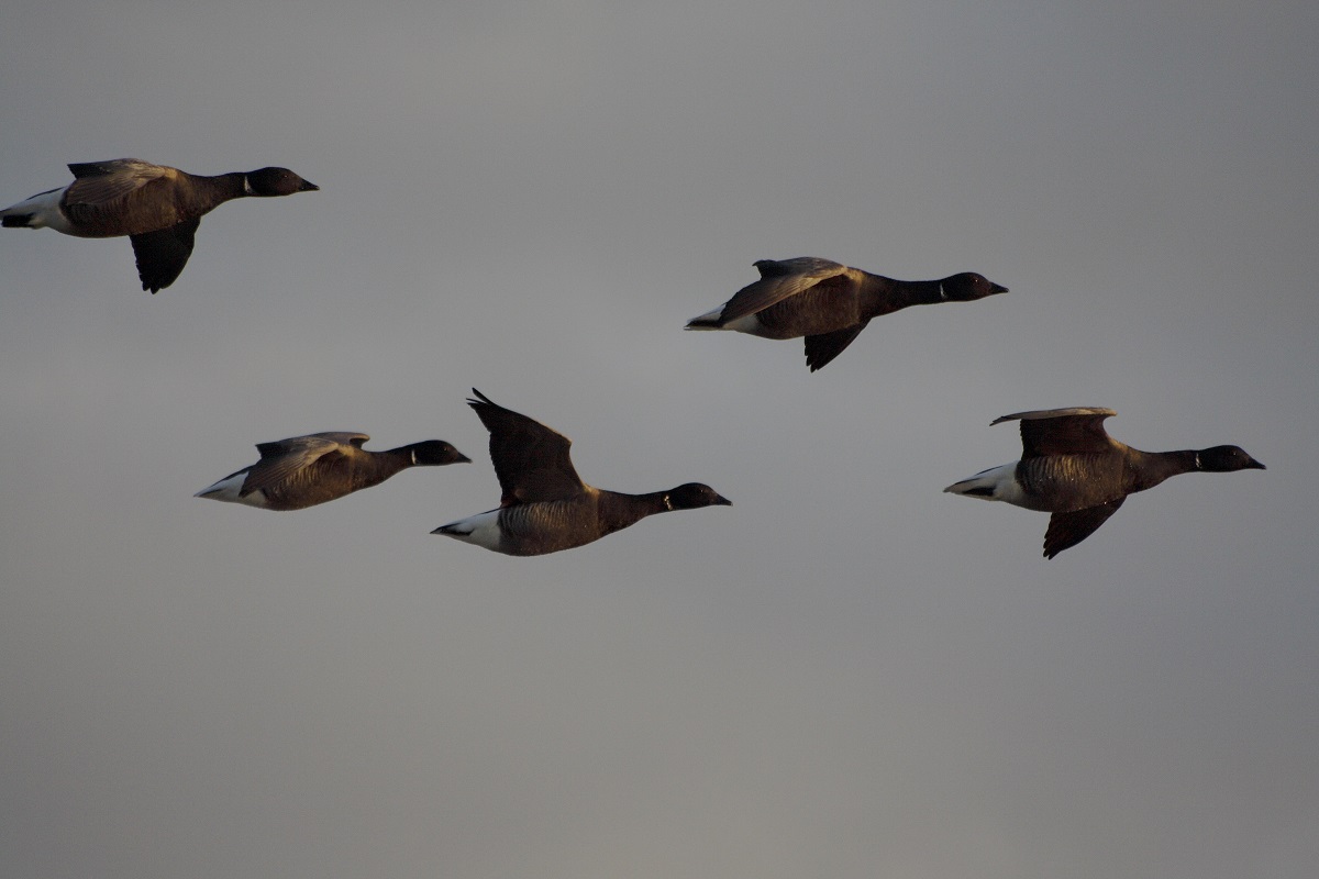 Oiseaux migrateurs des marais