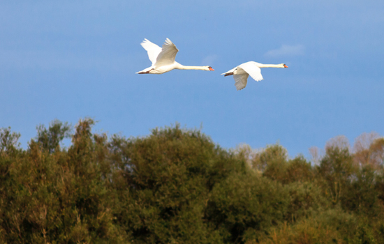 Oiseau migrateur