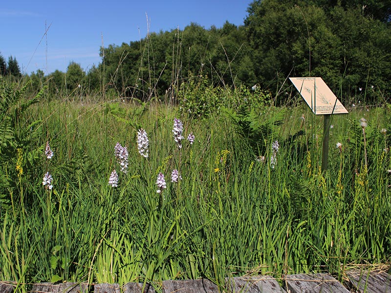 © JE Rubio Les Petits Riaux