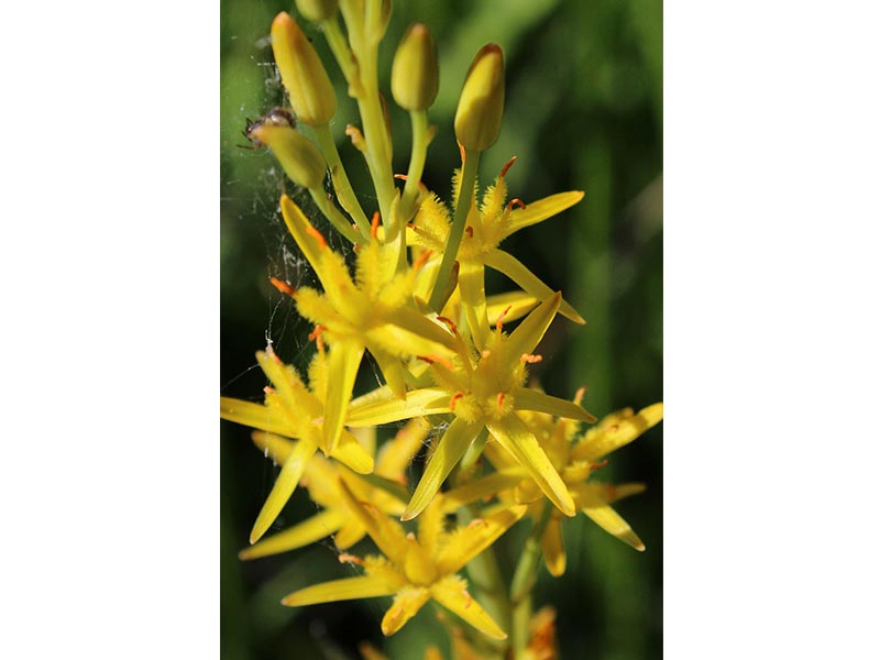 © JE Rubio Les Petits Riaux