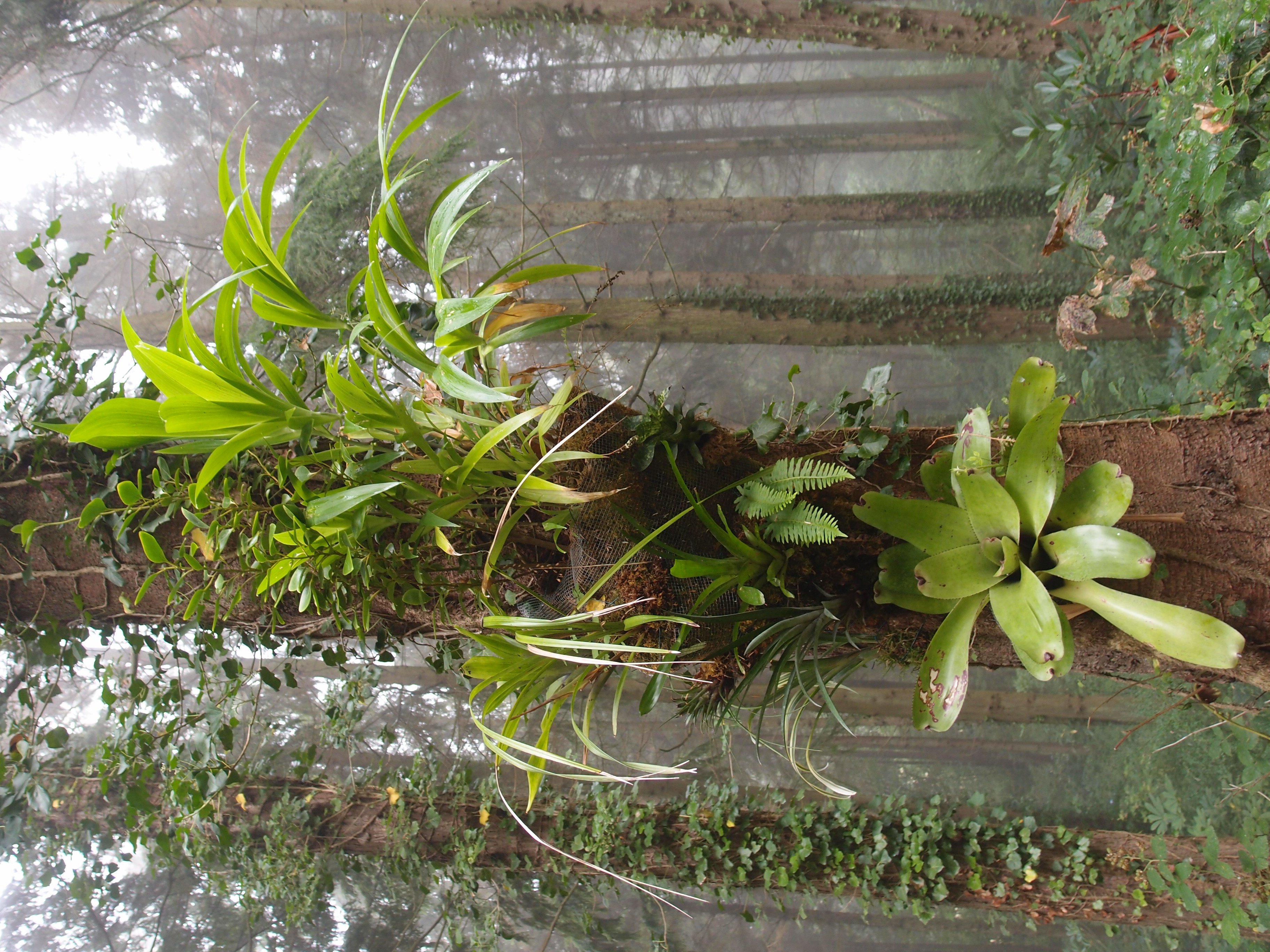 Jardin Jungle Karlostachys