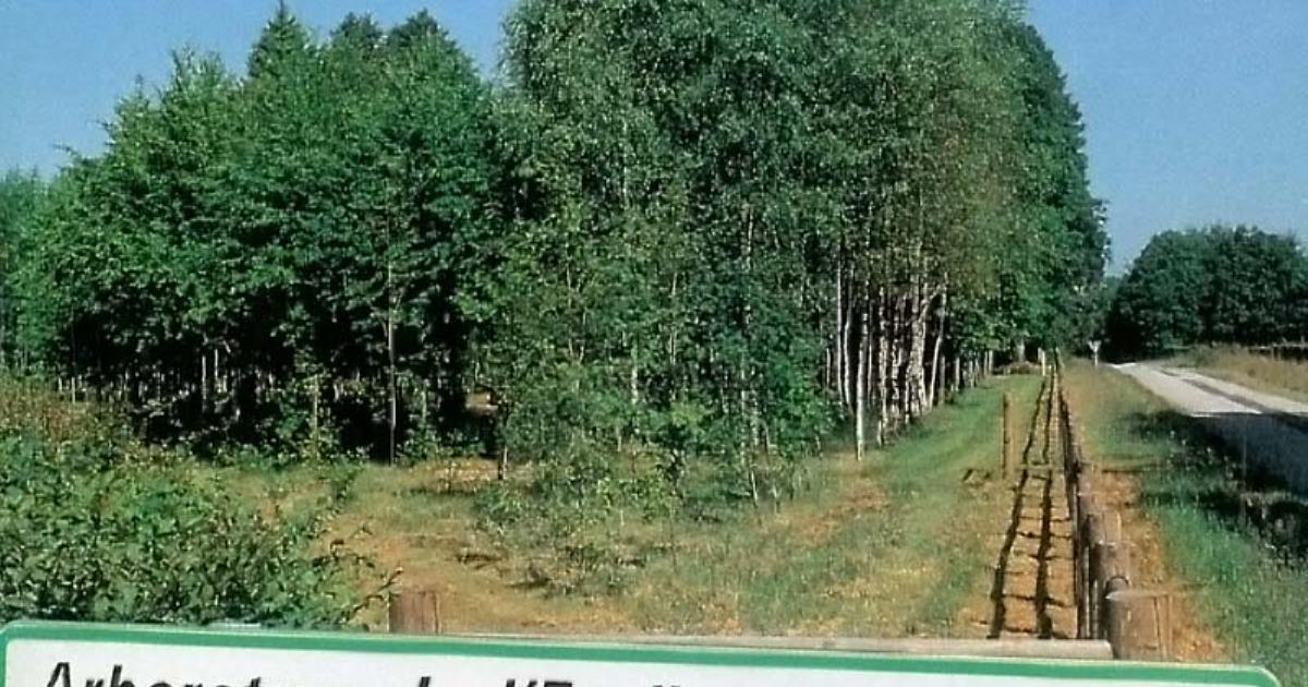 CPA Normandie CHAMPSECRET Orne CARREFOUR de l'ETOILE Bois Forêt