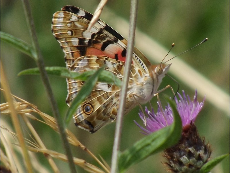 Papillon-4 @pnrp Papillon-4