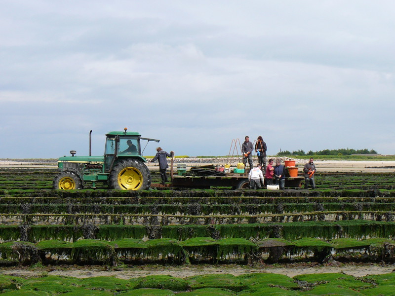 Randonnée Sur les bords des Veys