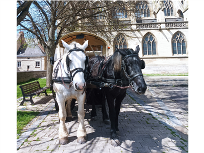 Audrey Rouzies Percheron route de campagne 2