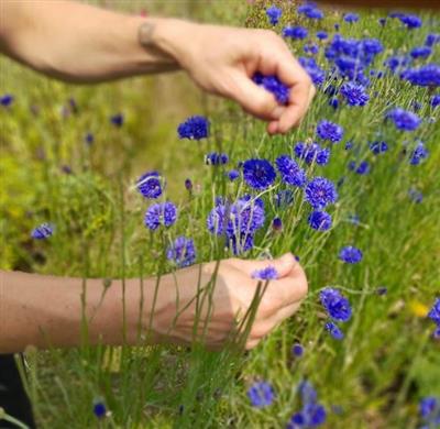 Atelier herboristerie - Les plantes de l