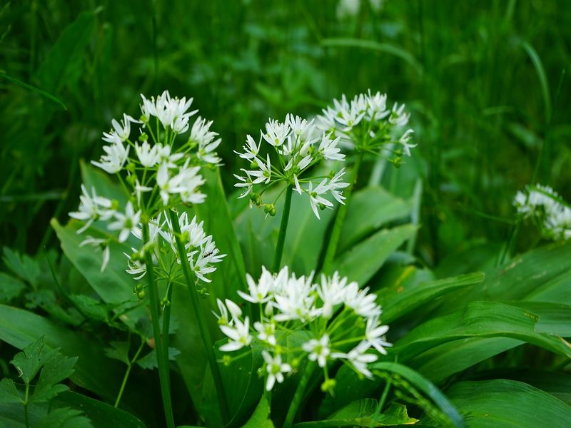 Plante-comstble-800 Plante-comstble-800