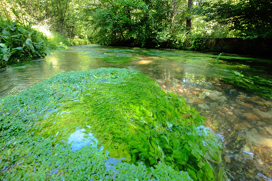 C. Aubert Résurgence Guiel La Ferté en Ouche