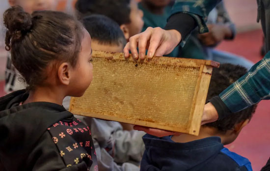 Les secrets des abeilles (4-6 ans)