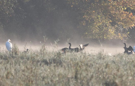 Sortie nature : Oiseaux hivernants en Seine