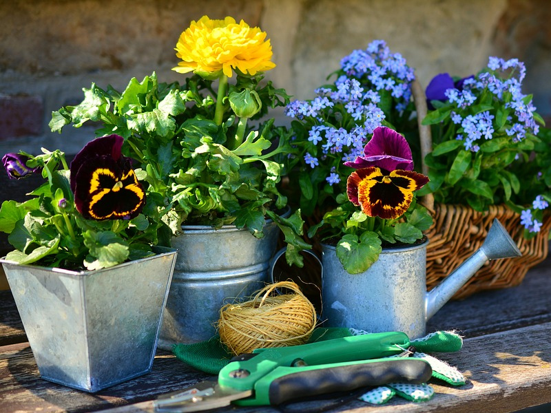 Troc-plantes-800 ©Pixabay Troc-plantes-800