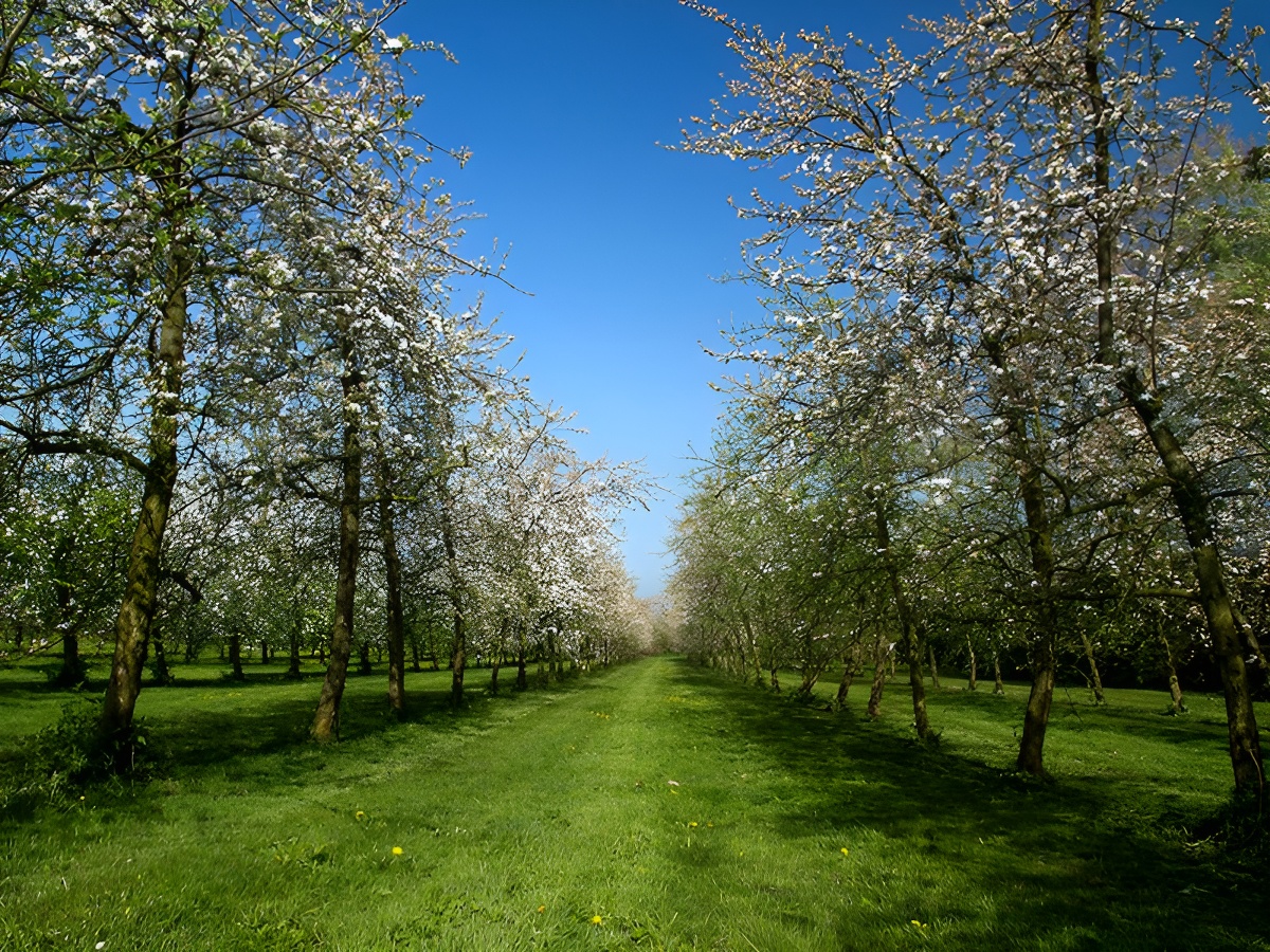 Calvados Dupont
