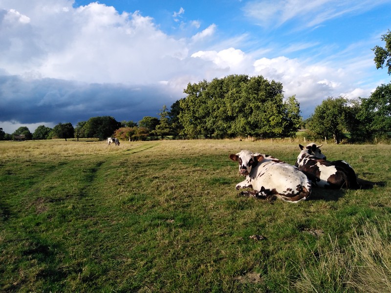 Escapade d'automne - Sortie traite des vaches