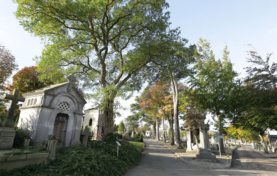 Vignette-Cimetiere-Sainte-M