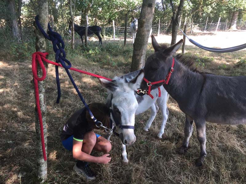 ©C. Godard Les ânes du Haut Perche - Marchainville