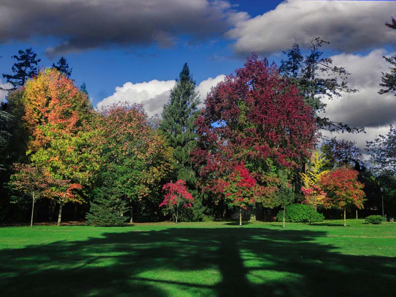 ©JE Rubio-CD61 Arboretum - Bagnoles de l'Orne