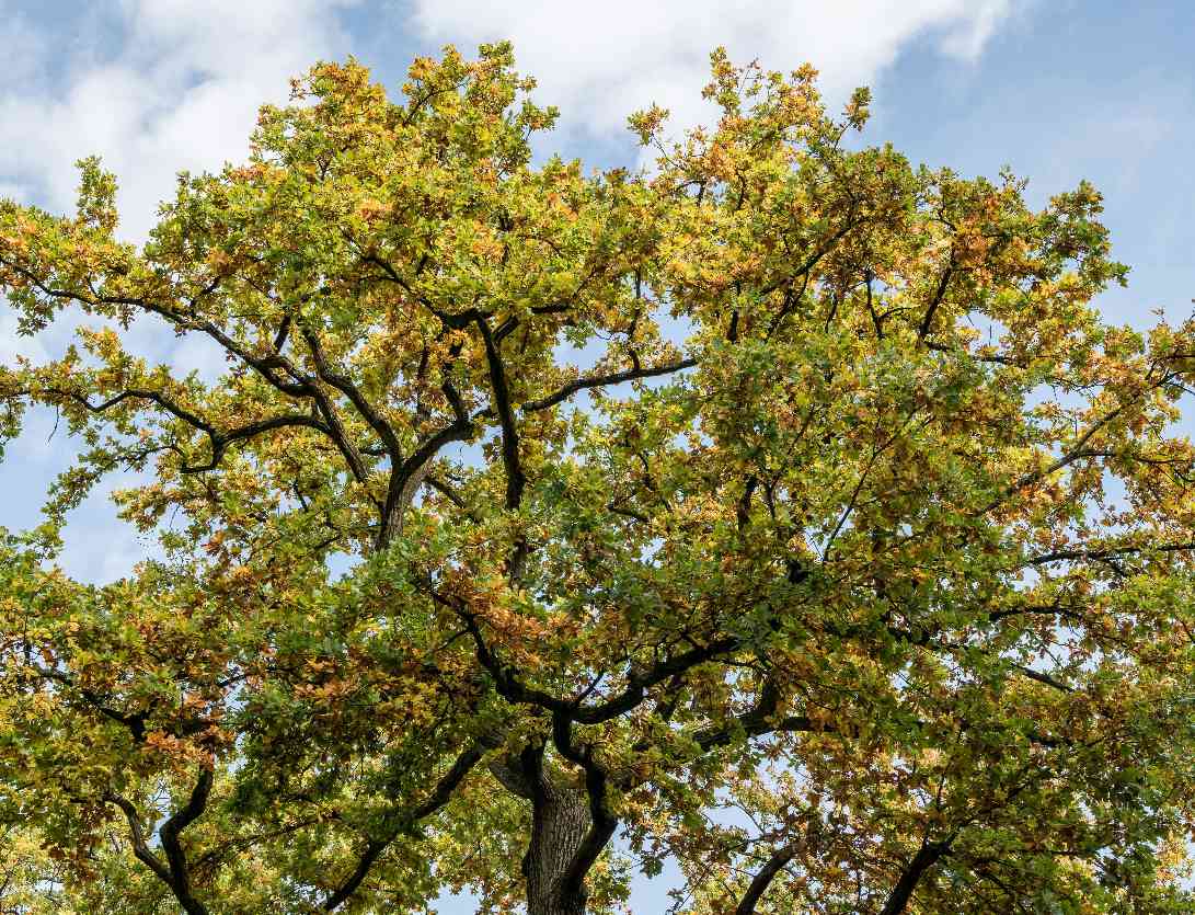 Histoires en familles : Auprès de mon arbre
