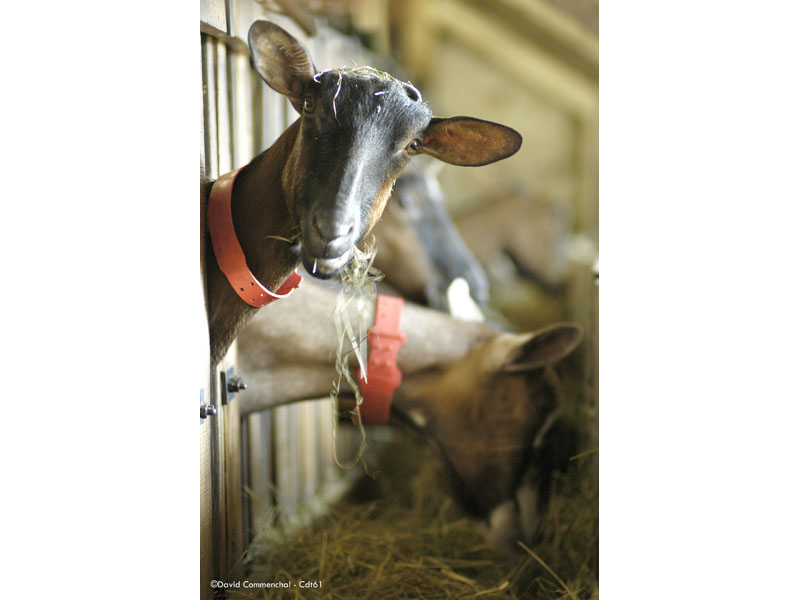 ©D. Commenchal Ferme de l'Aritoire - La Madeleine Bouvet