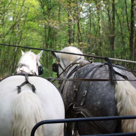 ©Orne Tourisme Attelage de l'élevage du Verger - Origny le Butin