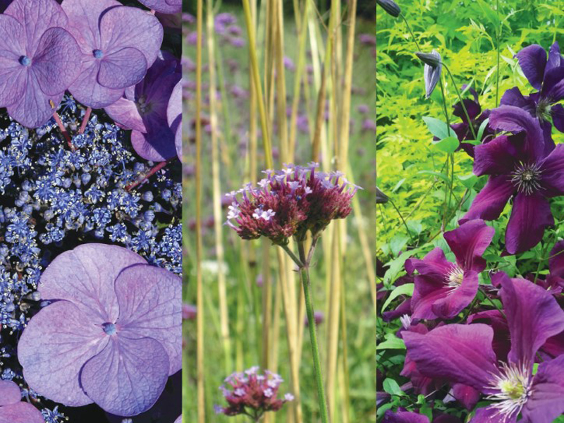 ©Entre ville et jardin bagnoles-orne-fete-plantes-entre-ville-jardin-2024