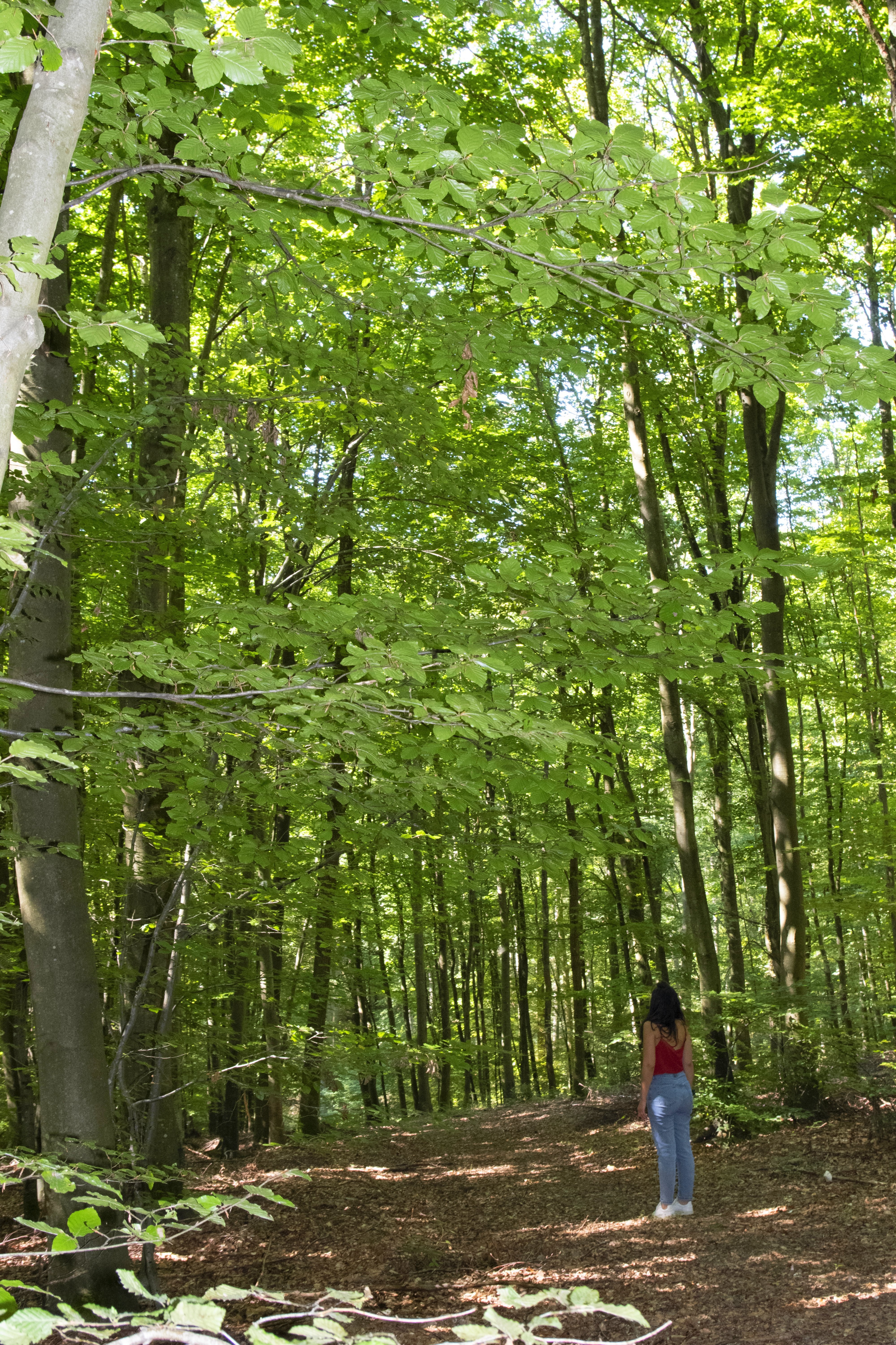 Forêt domaniale de Lyons - photo 2