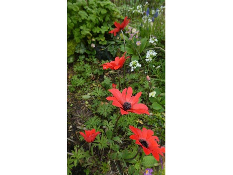 ©MC Poirier Jardin Bleuenn - La Ferté Macé