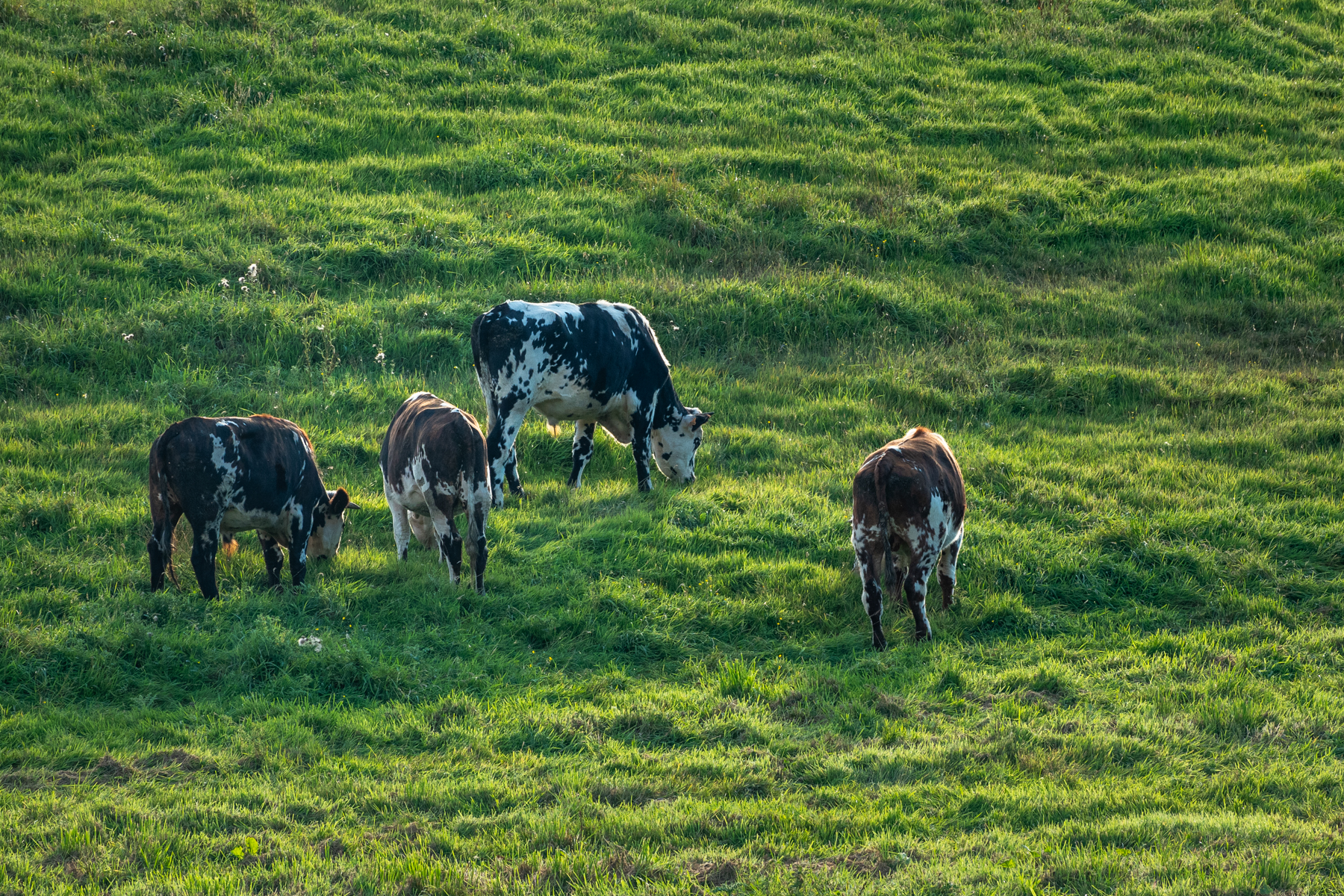 Bocage normand et vaches tout proche du Camping Abijune