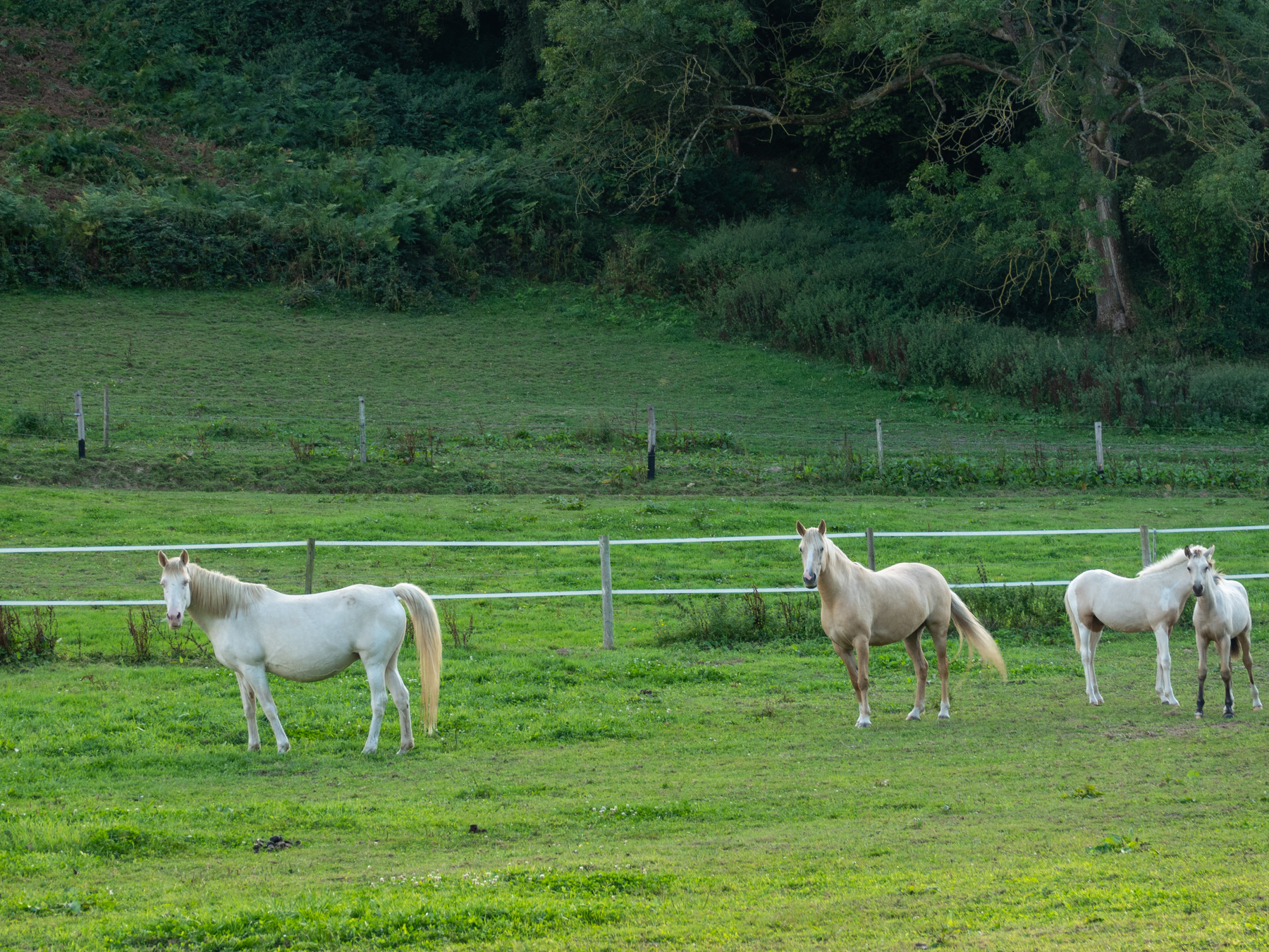 Bocage normand et chevaux tout proche du Camping Abijune